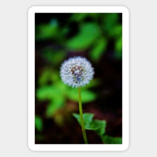 Dandelion Clock Sticker